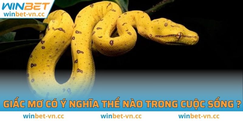 Mơ Thấy Rắn Vàng Đánh Số Mấy? Ý Nghĩa Là Gì? Giấc mơ có ý nghĩa thế nào trong cuộc sống con người ?