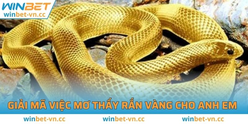 Mơ Thấy Rắn Vàng Đánh Số Mấy? Ý Nghĩa Là Gì? Giải mã việc mơ thấy rắn vàng cho anh em