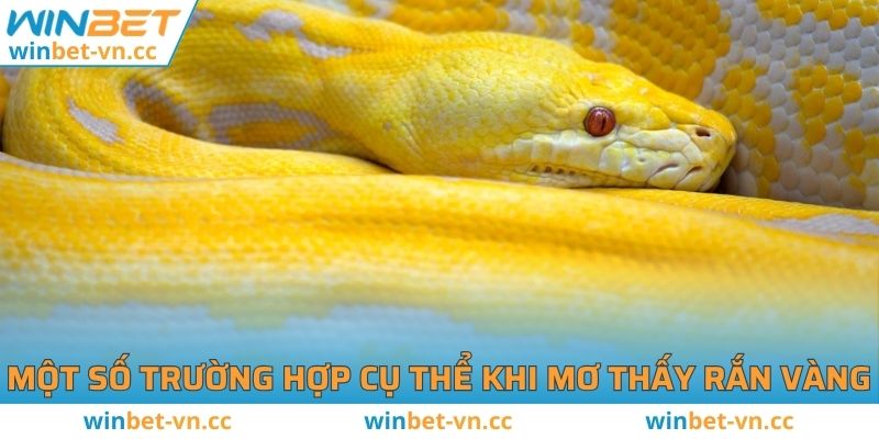 Mơ Thấy Rắn Vàng Đánh Số Mấy? Ý Nghĩa Là Gì? Một số trường hợp cụ thể khi mơ thấy rắn vàng